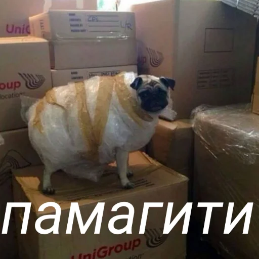 СМС домашнее животное порода собак