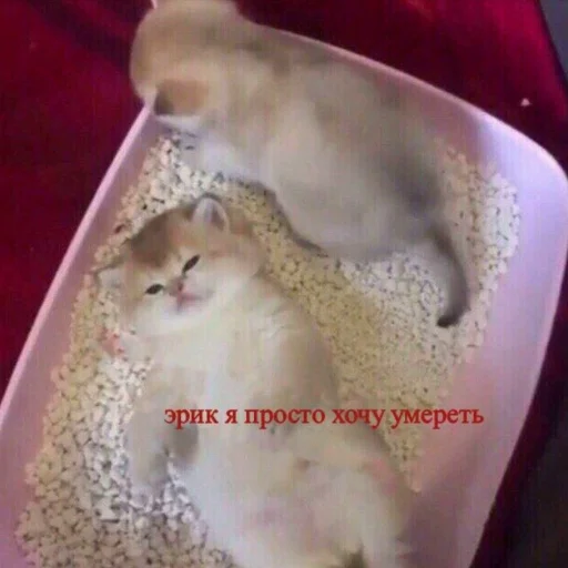 животное млекопитающее кошки малого и среднего размера