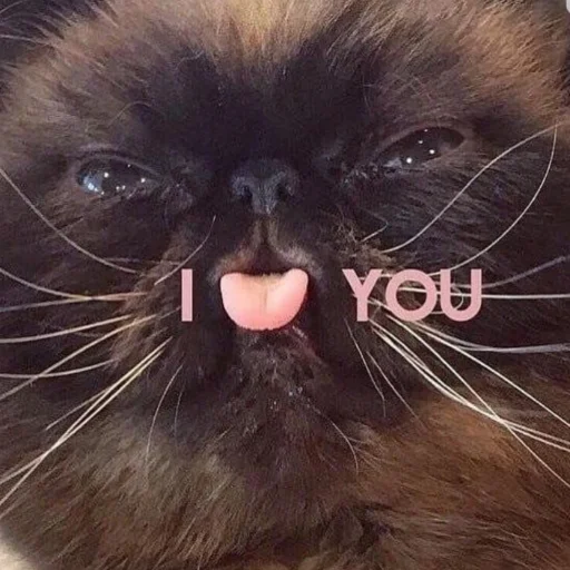 млекопитающее животное домашняя кошка