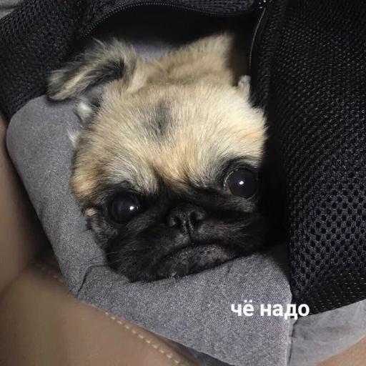 животное млекопитающее домашнее животное