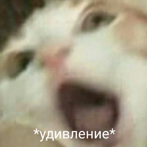 млекопитающее животное кошка