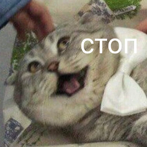 млекопитающее кошачьи животное