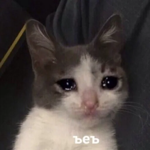 млекопитающее животное кошка