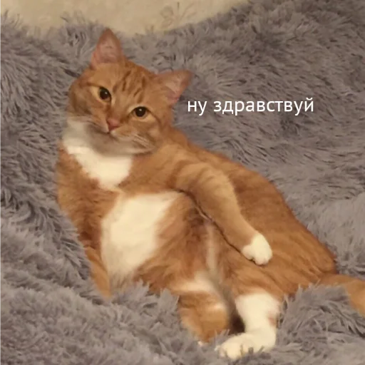 животное млекопитающее кошки малого и среднего размера