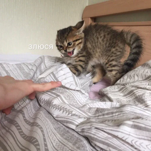 животное млекопитающее кошачьи