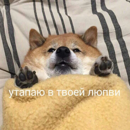 млекопитающее животное домашнее животное