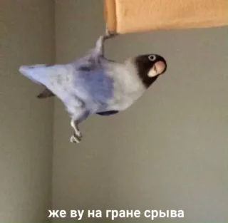 Стикер Мемы - 0