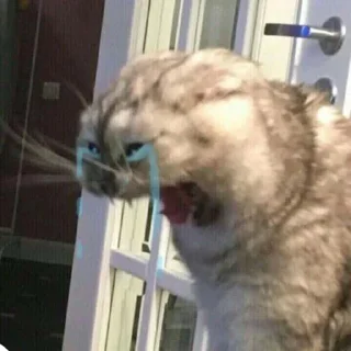 Стикер Мемы - 8