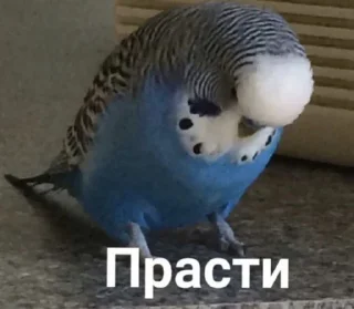 Стикер Мемы - 5