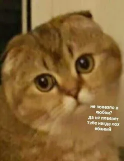 Стикер Мемы - 1