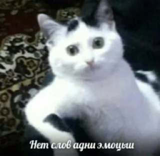 Стикер Мемы - 9