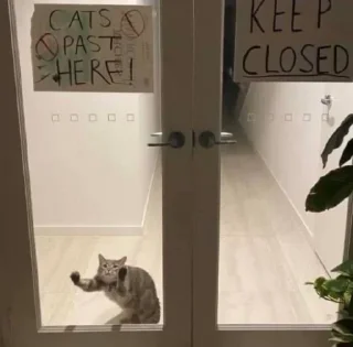 Стикер Мемы - 10