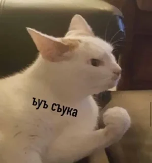 Стикер Мемы - 4