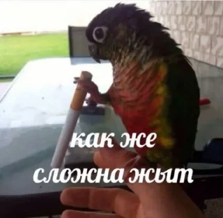 Стикер Мемы - 3