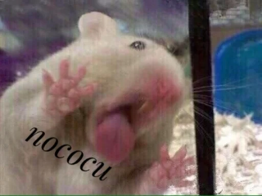 гип гип крит - 