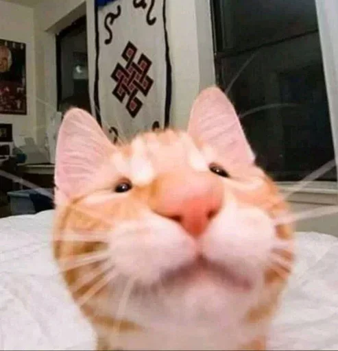 Стикер hzghdh_by_stickers_stealer_bot - 1