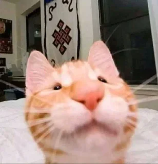 Sticker @StickersFuck1 - 5