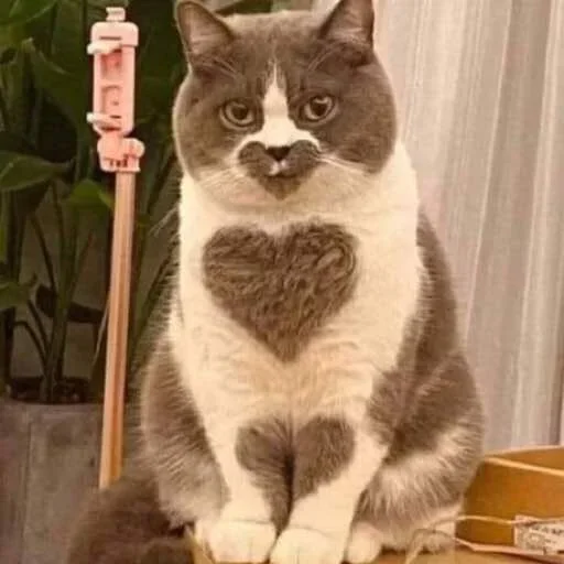 домашняя кошка животное млекопитающее