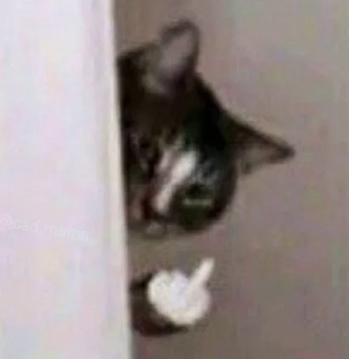 кошки малого и среднего размера млекопитающее животное