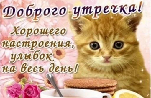 кошки малого и среднего размера кошка кошачьи