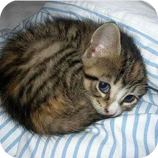 @stiki_tg_nah_canal - 