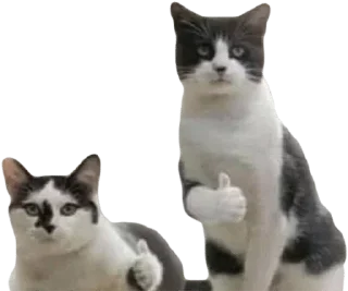 Sticker Больше стикеров: @sticerru - 1