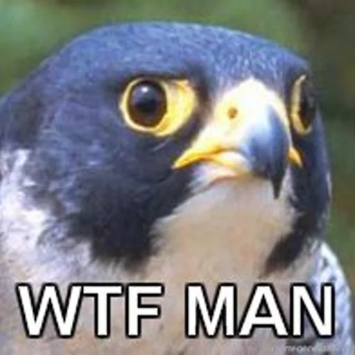 животное хищная птица птица