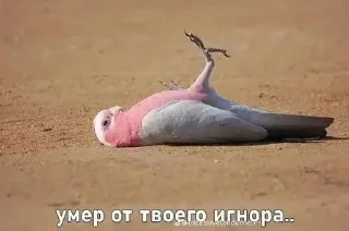 Стикер @Tarantasz_Tz @WmojiBot - 5