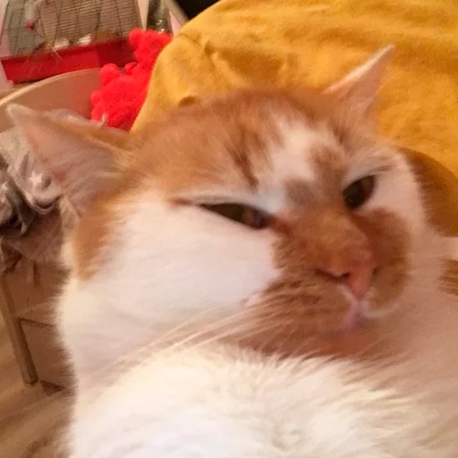 кошки малого и среднего размера кошка млекопитающее