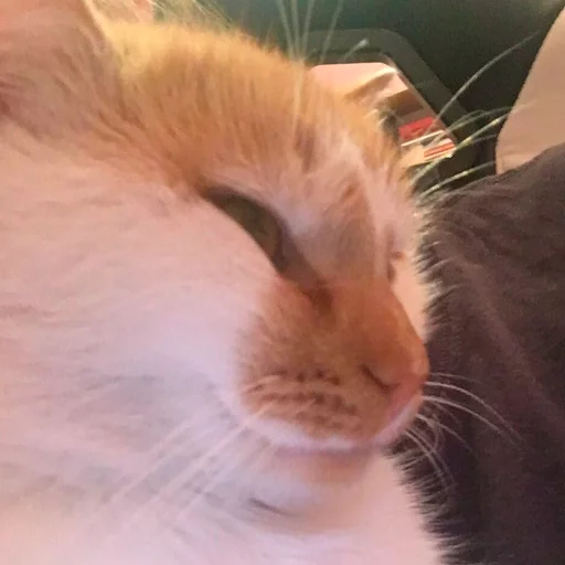 mammal animal small to medium-sized cats