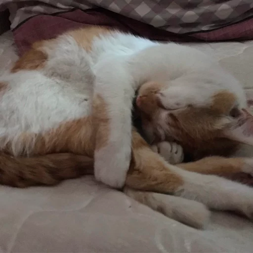 animal laying mammal