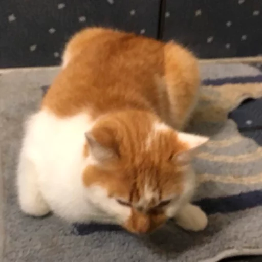 animal mammal small to medium-sized cats