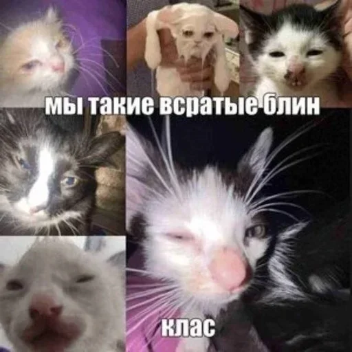 Sticker iablhw_by_GoStikers_bot - 1