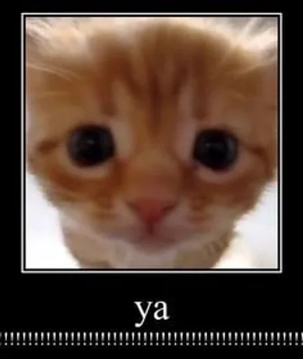 млекопитающее животное кошка