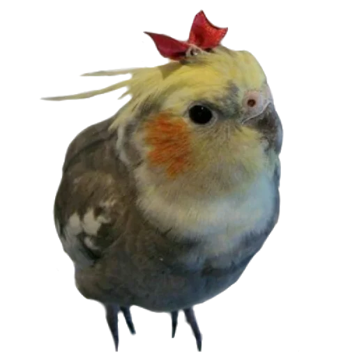 Бляцкие попуги - bird