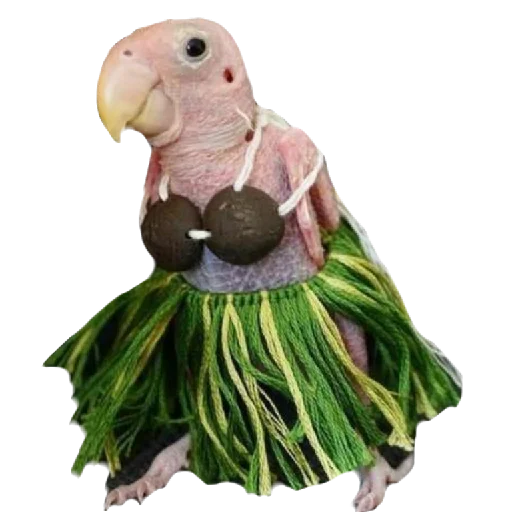 parrot bird animal
