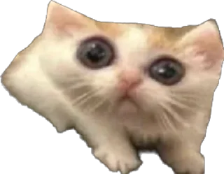 Стикер ИБустчане - 11