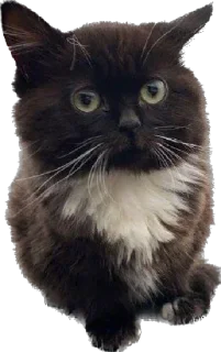 Стикер ИБустчане - 7