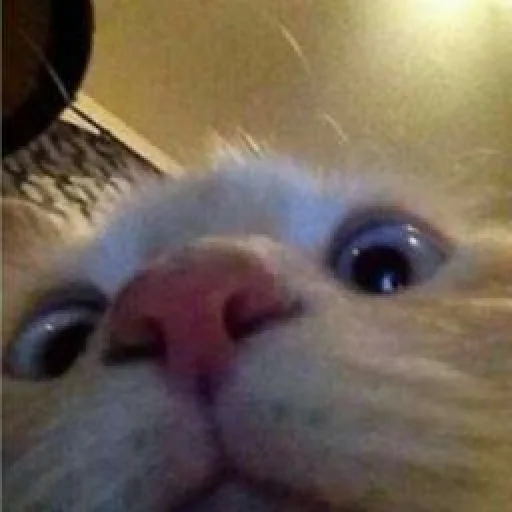 кошка млекопитающее домашняя кошка