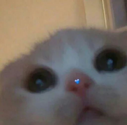 млекопитающее животное кошка