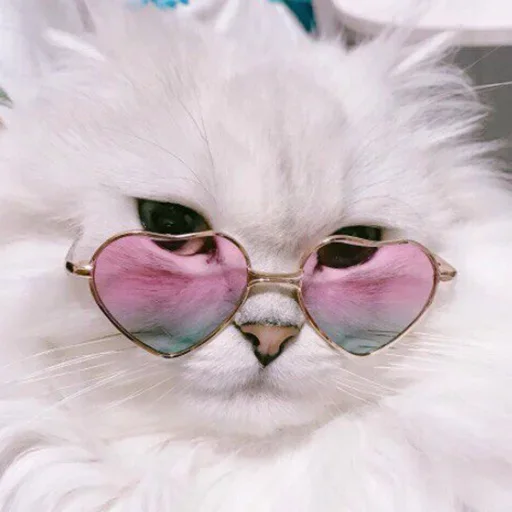 животное млекопитающее кошка