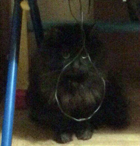 комнатный млекопитающее кошка