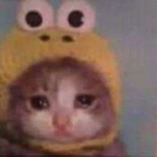 мяу @rjakasticks - 