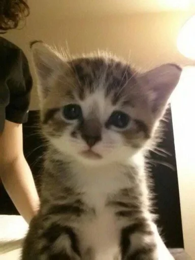 Sticker мяу @rjakasticks - 11