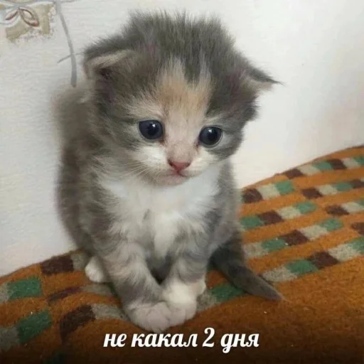 Sticker мяу @rjakasticks - 7