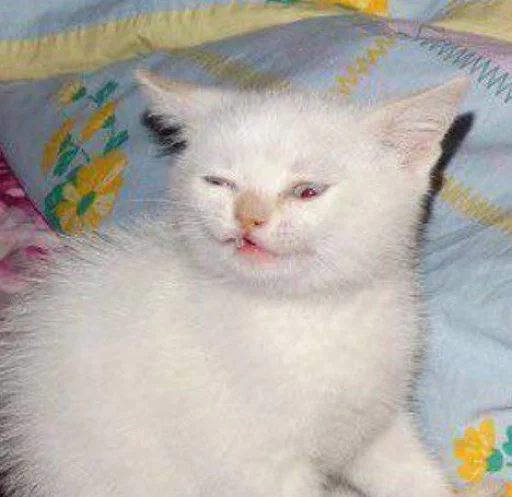 Sticker мяу @rjakasticks - 6