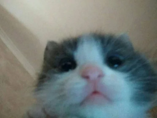 Sticker мяу @rjakasticks - 2