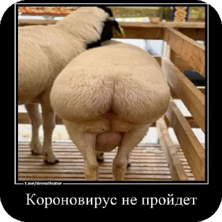 Стикер курпишалит @lyantorchat - 2