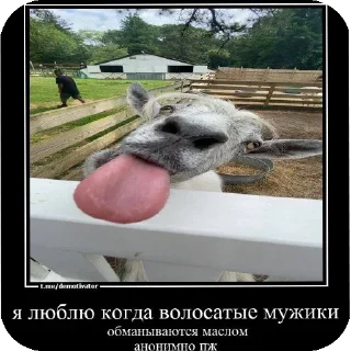 Стикер курпишалит @lyantorchat - 3