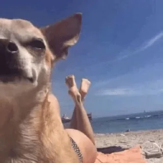 Sticker made by @ddsgif - 2